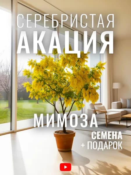 Акация Серебристая Мимоза Комнатная, Семена, 20 шт, символ весны, высокая декоративность вне цветения