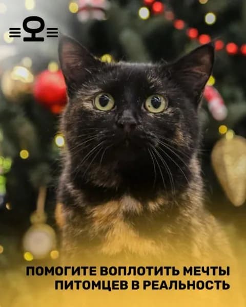 Помочь Пипе найти дом