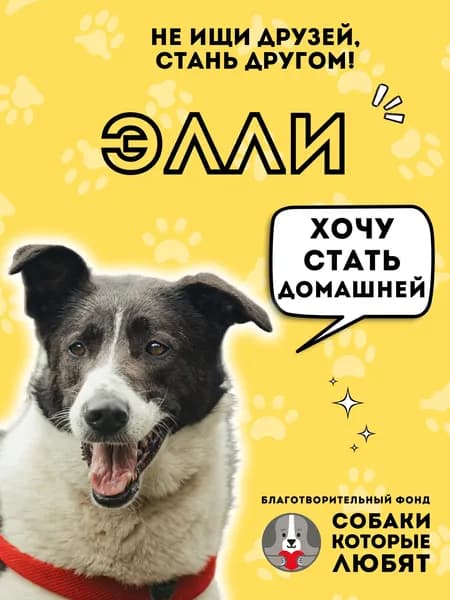 Помочь Элли найти дом