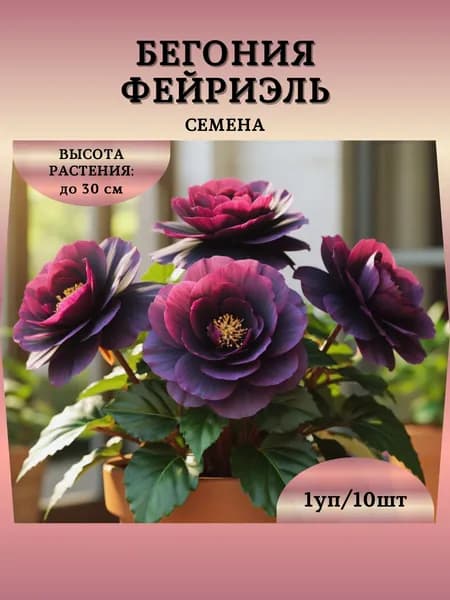 Бегония "Фейриэль" семена, 1 пачка