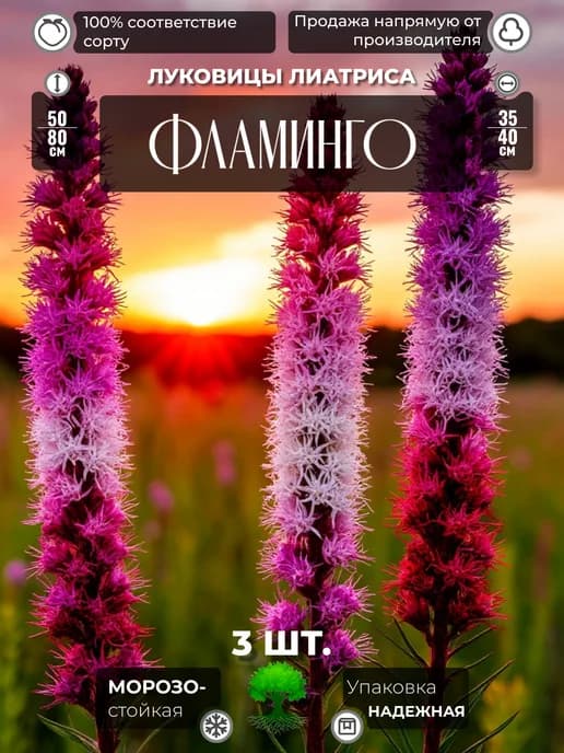 Лиатрис Луковицы 3 шт. Многолетние Зимостойкие Фламинго
