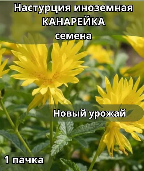Настурция иноземная Канарейка, семена 10 шт