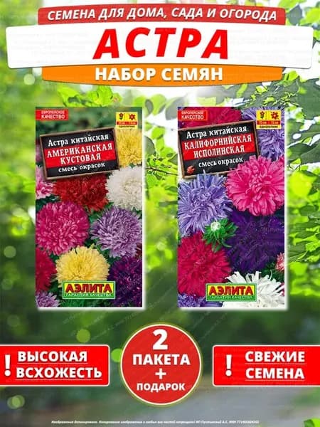Семена астра для дома сада посадки