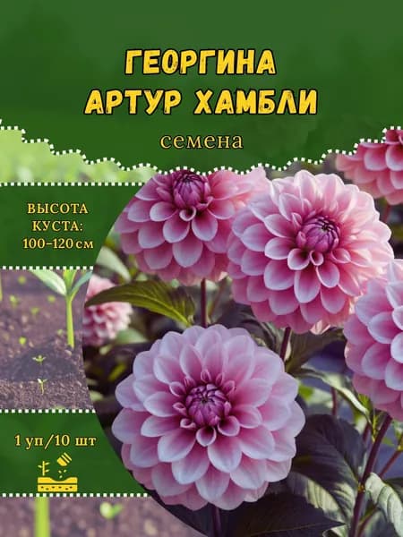 Георгина "Артур Хамбли" семена, 1 пачка