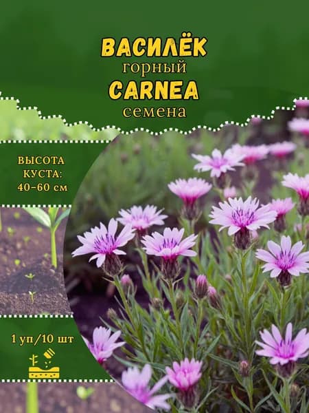 Василек горный "Carnea" семена, 1 пачка
