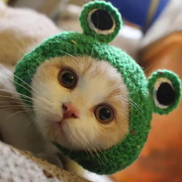 Котята Вязаная Шапка