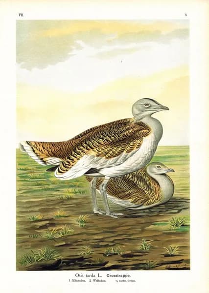Птицы. Дрофа (дудак)). Антикварная хромолитография. Германия, 1895 г.