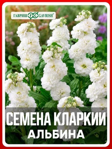 Семена Кларкия изящная "Альбина" 0,05 гр, однолетние цветы для дачи, сада и огорода, клумбы, в открытый грунт, на рассаду, в контейнер.
