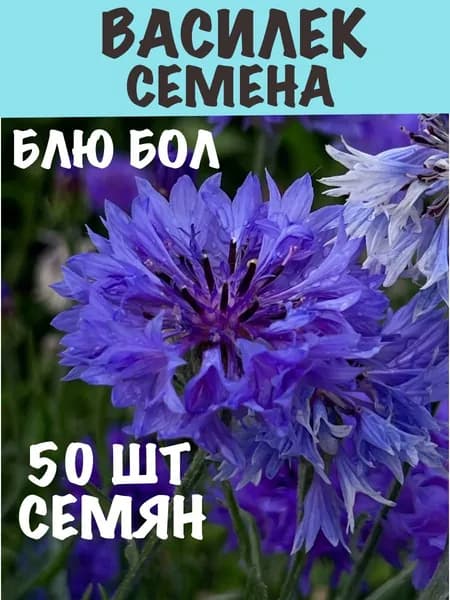 Семена цветов Василёк яркий неприхотливый холодостойкий
