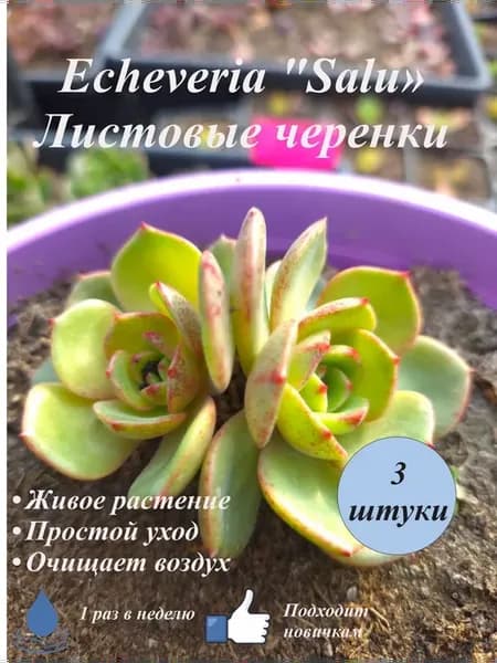 Echeveria "Salu" листовые черенки