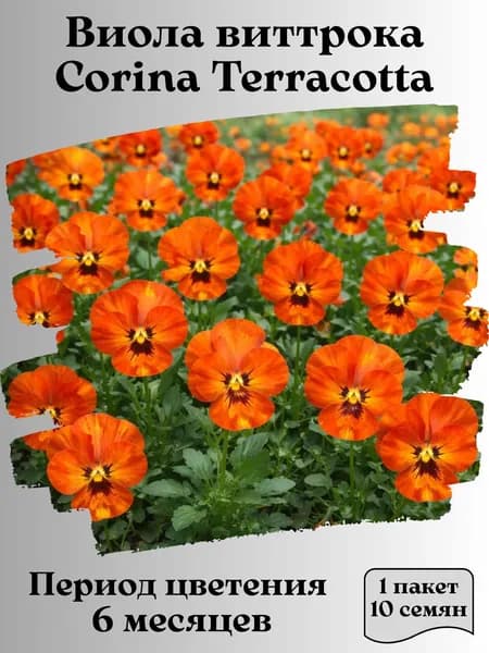 Виола виттрока Corina Terracotta, семена, 10 шт.