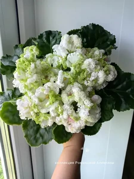 Фиалка комнатная живая лист срез ЛЕ-Денди
