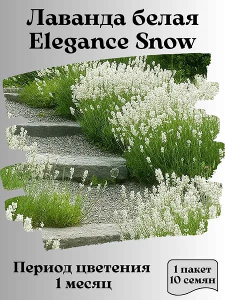 Лаванда белая Elegance Snow, семена, 10 шт., 15 гр.