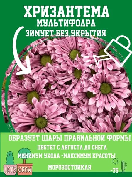 Саженцы хризантемы 1 корень
