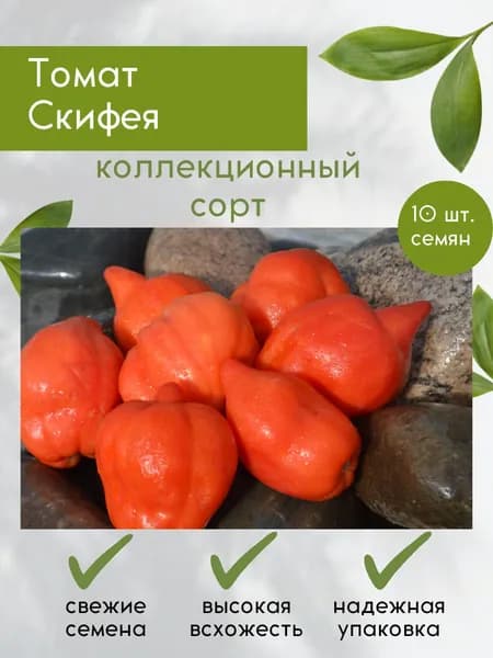 Семена редкого, коллекционного томата Скифея