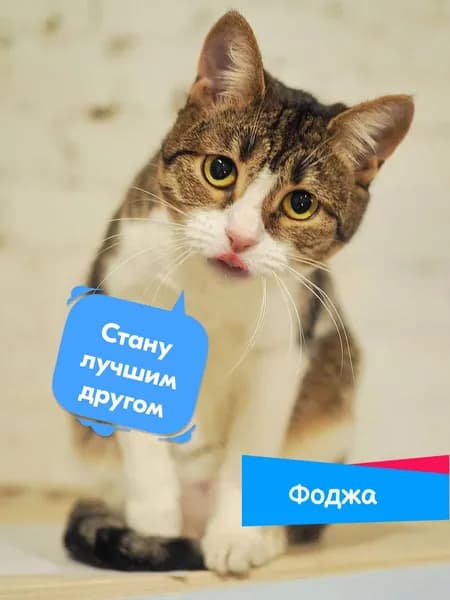Помочь кошечке Фодже найти дом
