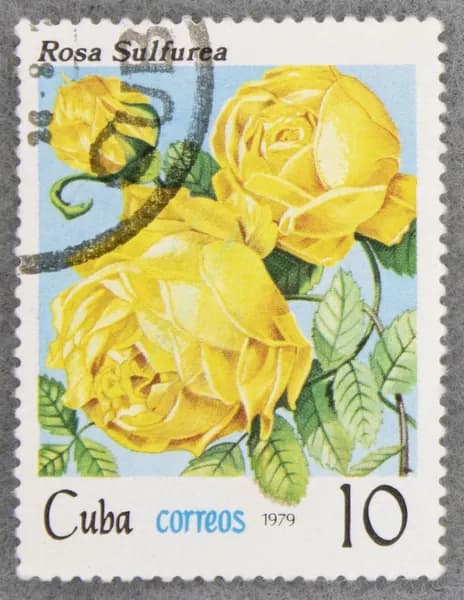 Почтовая марка "Rosa sulfurea". Номинал 10 с. Cuba. 1979 год. (Michel CU 2423)