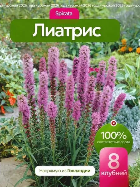 Лиатрис луковицы Spicata Голландия