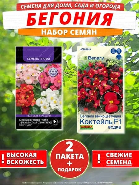 Семена бегония для дома сада посадки