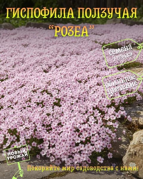 Гипсофила ползучая Розеа, семена, 10 шт.