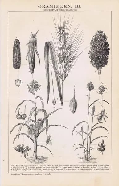 Злаки. Лист 2. Двухсторонняя антикварная гравюра (ксилография). Германия, 1894 год