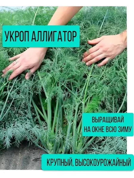 Укроп семена для посадки