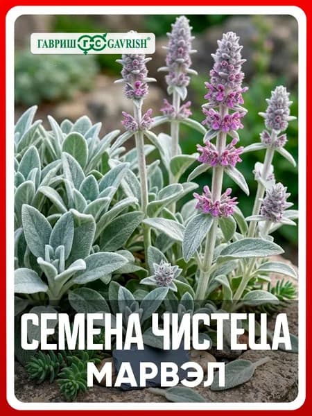 Семена Чистец византийский (Стахис) "Марвэл" 0,05 г, для дачи, сада и огорода, в открытый грунт