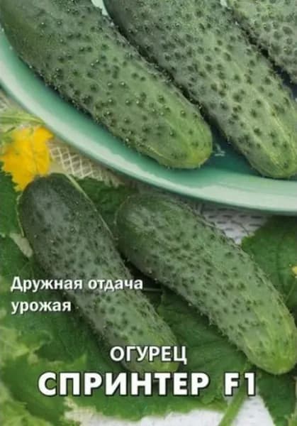 Коллекционные семена огурца F1 Спринтер