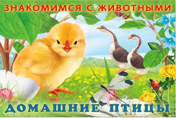 Домашние птицы. Знакомимся с животными | Гурина И.