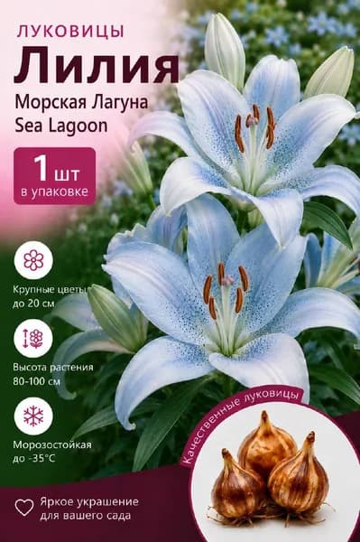 Саженец лилии "Морская Лагуна"
