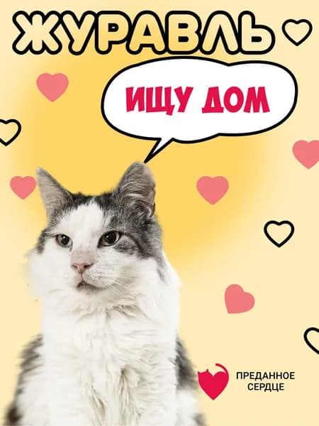 Помочь Журавлю найти дом