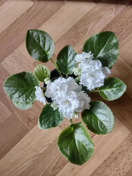 Фиалка Узамбарская (сенполия) Букет Невесты, детка