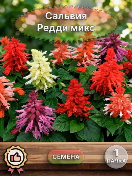 Сальвия Редди микс, семена 10 шт.