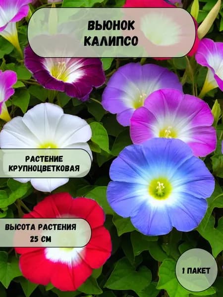 Вьюнок Калипсо, семена 10 шт