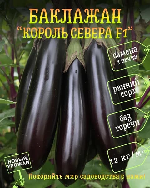 Баклажан Король Севера F1, семена, 1 пачка