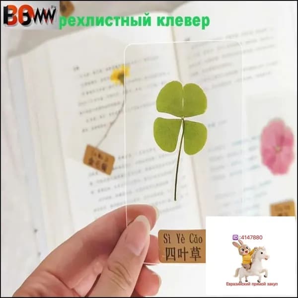 Настоящий четырехлистный клевер, амулет, приносит удачу, отгоняет невезение и сохраняет его сухим и постоянным.