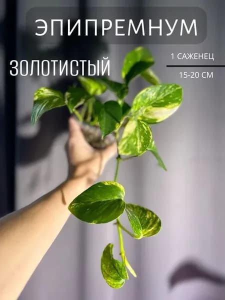 Эпипремнум золотистый живое растение