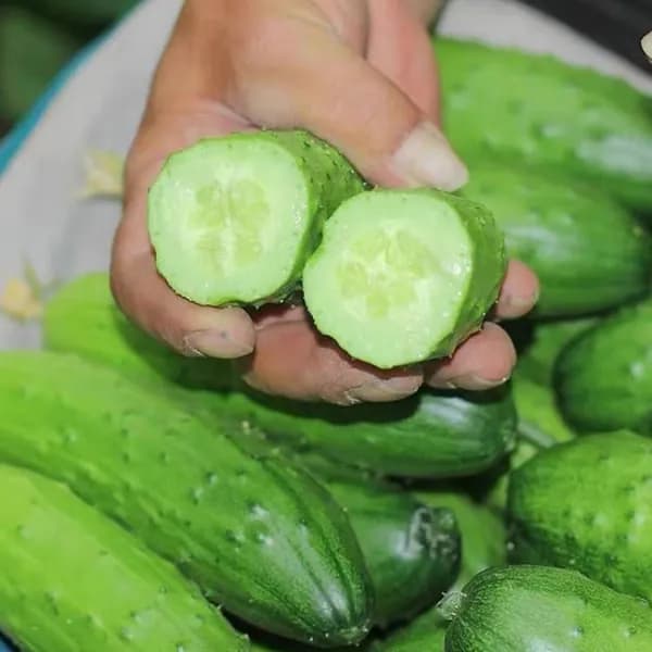 Огурцы корнишоны, свежие хрустящие, фермерские, сладкие, из России