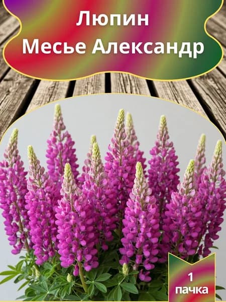 Люпин Месье Александр , семена 10 шт.