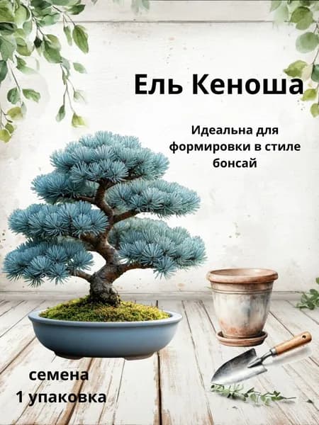 Ель Кеноша, семена бонсай, 10 шт