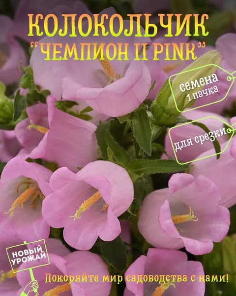 Колокольчик средний Чемпион II Pink, семена, 10 шт.