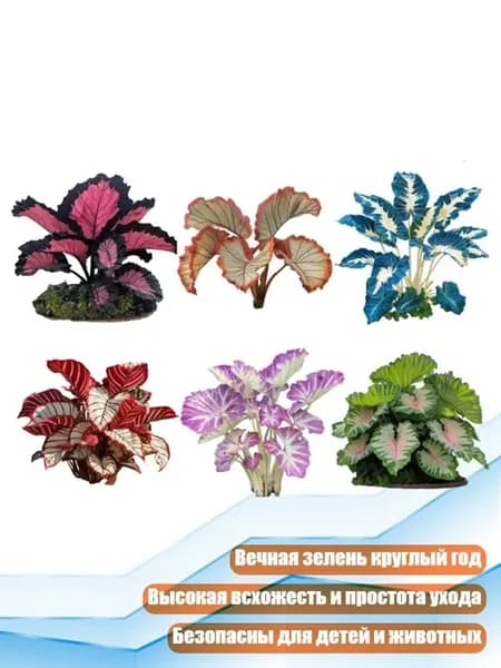 Набор семян калатеи и колеуса, 500 шт