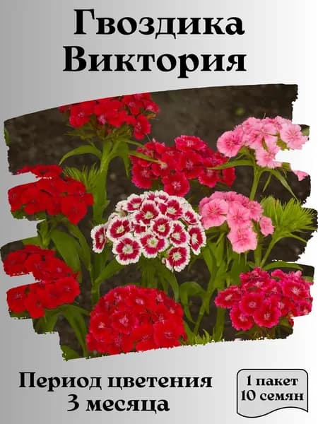 Гвоздика Виктория, семена, 10 шт., 15 гр.