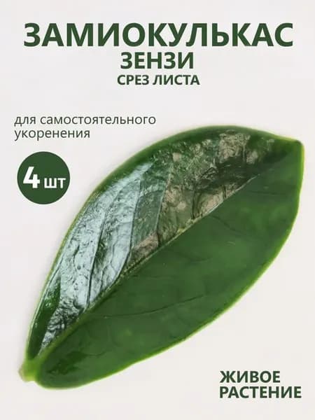 Замиокулькас цветок живой Зензи срез листа, 4 шт