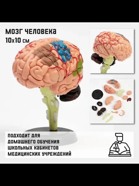 Анатомическая модель разборного мозга человека 10х10 см