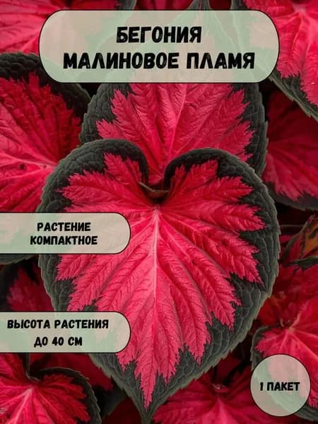 Бегония Малиновое пламя, семена 10 шт