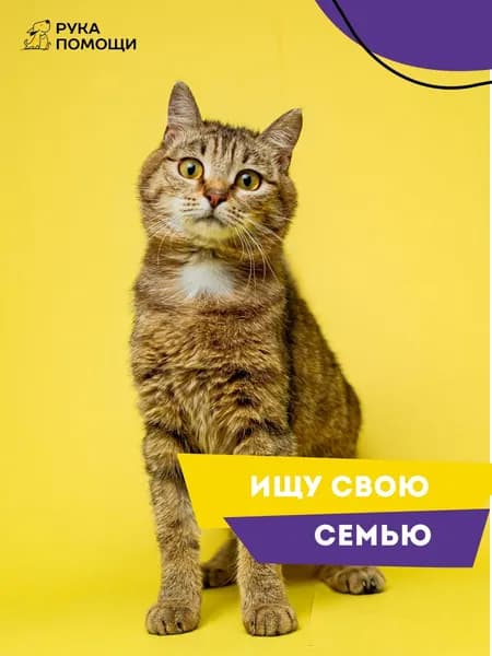 Помочь Чините найти дом