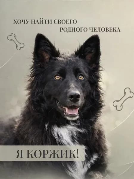 Помочь Коржику найти дом