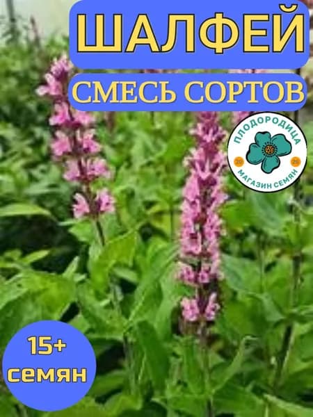 Шалфей семена - смесь сортов