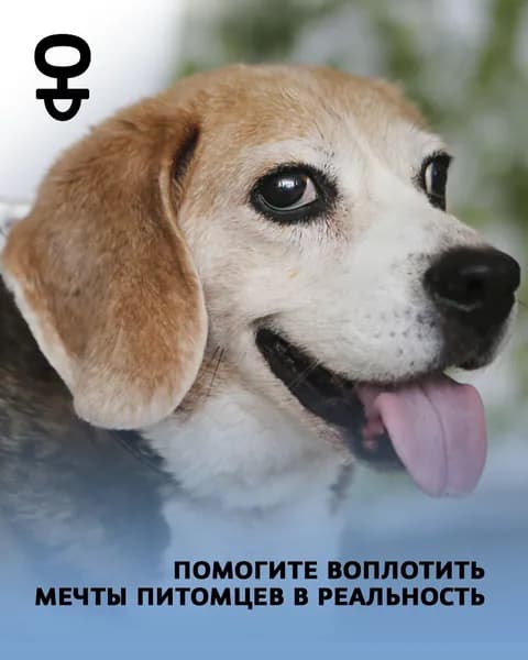 Помочь Басе найти дом